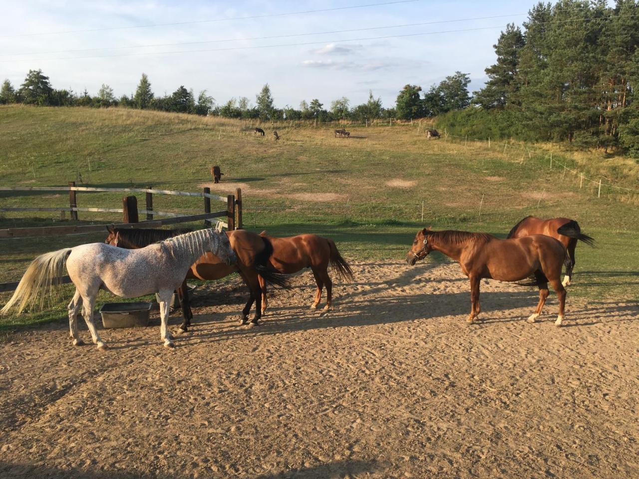 Toskania Kociewska Nowe Buitenkant foto